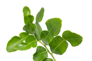 thai bergamot