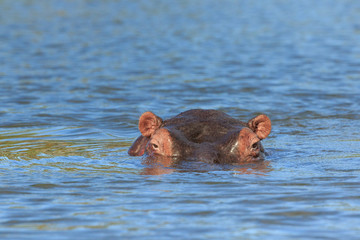 Fototapeta premium Hippopotamus (Hippos) in Liwonde N.P. - Malawi