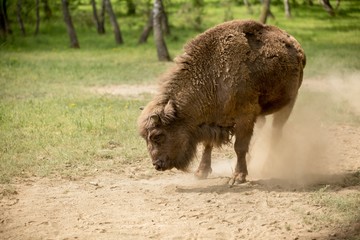 European bison (Bison bonasus) 