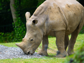 Fototapeta premium Rhinocéros 