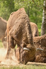 European bison (Bison bonasus) 