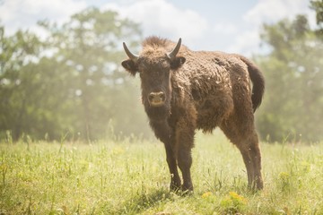 European bison (Bison bonasus) 