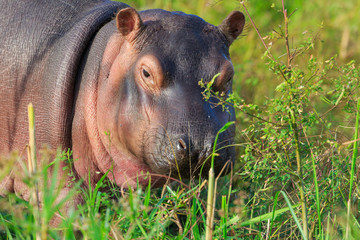 Hippopotamus (Hippos) in Liwonde N.P. - Malawi