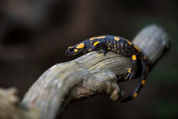 a black yellow spotted fire salamander. (Salamandra salamandra)