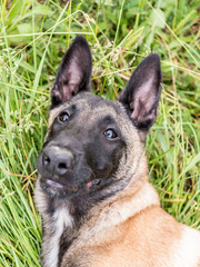 Funny portrait of a Belgian shepherd dog, malinois, lying at a grass