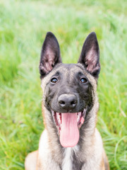 Funny portrait of belgian shepherd, malinois, dog, with his mouth open and smile