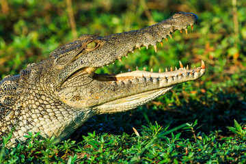 Buffalos herd in Liwonde N.P. - Malawi