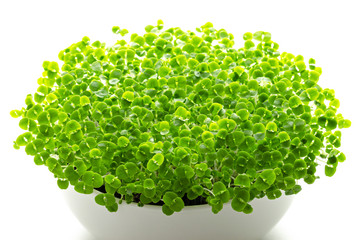 Basil microgreens in white bowl. Sprouts, green seedlings, young plants, leaves and Cotyledons of...