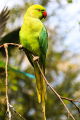 Parrot perched on a branch