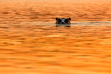 Hippopotamus (Hippos) in Liwonde N.P. - Malawi