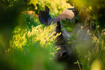 Buffalos herd in Liwonde N.P. - Malawi