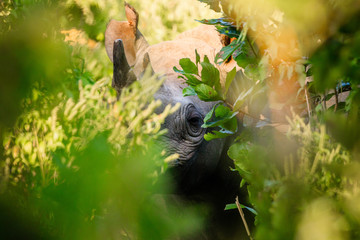 Buffalos herd in Liwonde N.P. - Malawi