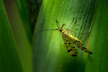 Scorpion Fly