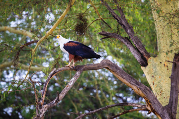 Fish eagle in Liwonde N.P. - Malawi