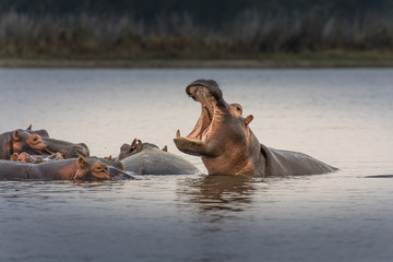 Hippopotamus (Hippos) in Liwonde N.P. - Malawi - obrazy, fototapety, plakaty