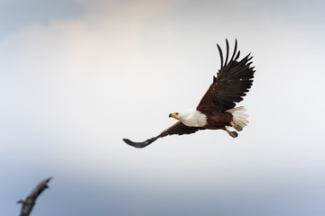 Fish eagle in Liwonde N.P. - Malawi
