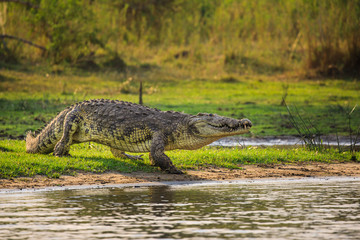 Crocodile in Liwonde N.P. - Malawi