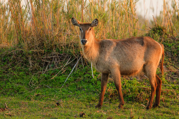 Waterbuck antelope in Liwonde N.P. - Malawi