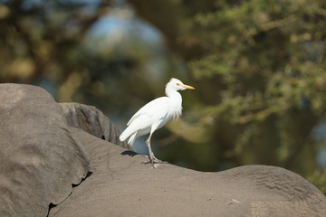 Elephants herd in Liwonde N.P. - Malawi