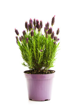 Lavender  bush in flower pot isolated on white