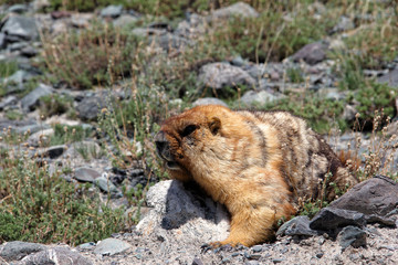 A curious marmot with fluffy fur is heated in the sun in the Altai mountains.