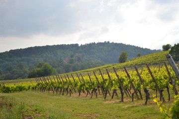 Fototapeta premium La route des vins en Alsace, campagne et vigne de Châtenois, vue sur les vignes de Kintzheim, France