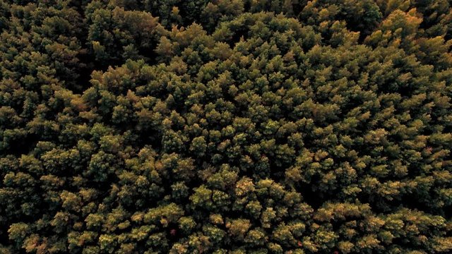View from above of the tops of tall trees. Endless huge autumn or summer forest or taiga in the sunlight. Shooting from helicopter. Amazing landscape. Spruce and pine trees are seen from above