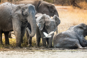 Fototapeta premium Elephants herd in river in Liwonde N.P. - Malawi