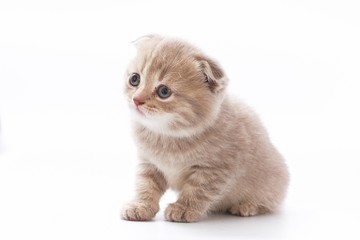 little beautiful funny kittens on a white background.