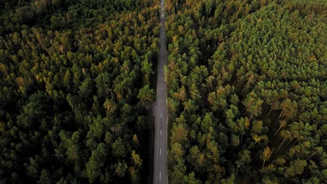 Shooting from helicopter. Flight over the highway with a moving car. Beautiful landscape. Wonderful endless green thick autumn or summer forest in the sunlight. Tall amazing trees. Aerial shot