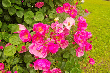 Beautiful climbing Rose Angela (Rosa Angela) is a hybrid floribunda rose cultivars ,has a fragrant soft large clusters of delicate cupped blooms in deep pink color and light pink in the center.