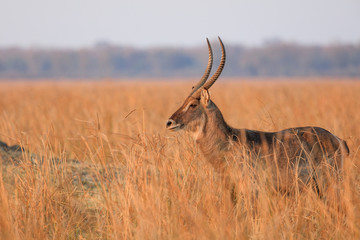 Waterbuck antelope in Liwonde N.P. - Malawi
