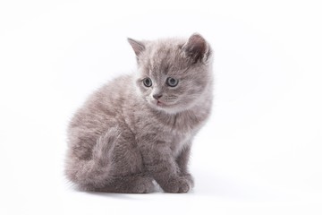 little beautiful funny kittens on a white background.