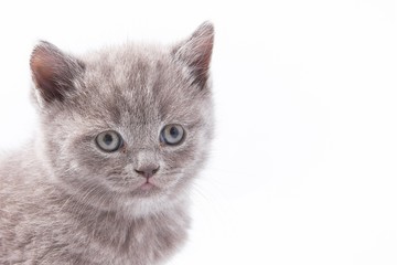 little beautiful funny kittens on a white background.