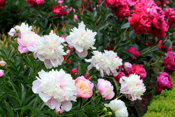 Beautiful white and pink blooming peony flowers and buds blossoming in the garden. Rose flower close up. Nature background.