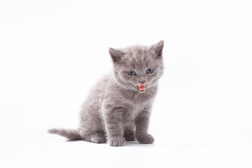 little beautiful funny kittens on a white background.