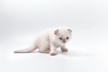 little beautiful funny kittens on a white background.
