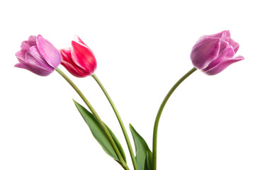 Fototapeta premium Lilac and pink spring flowers. Tulips isolated on white background