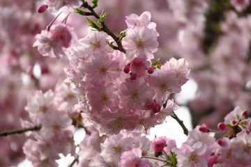 桜