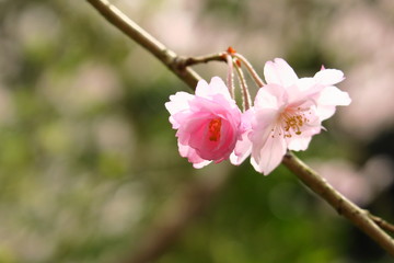 桜