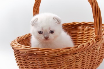 Fototapeta na wymiar little beautiful funny kittens on a white background.