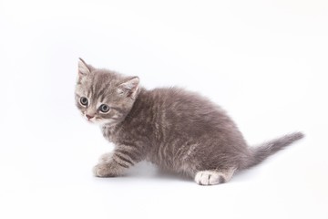 little beautiful funny kittens on a white background.
