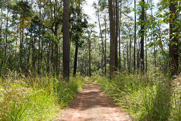 Dirt road in country