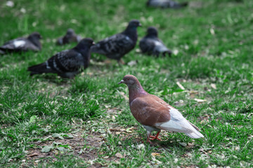 A brown dove on green grass in a country of black pigeons. Birds in the nature