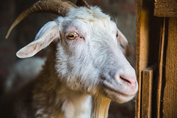 goat with kids in the village