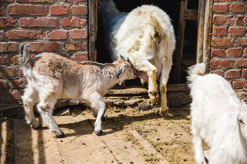 Fototapeta premium goat with kids in the village