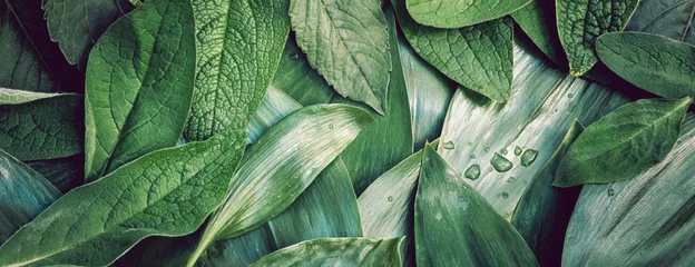 Blätter Blatt Textur grünen organischen Hintergrund Makro-Layout closeu © IRINA