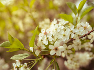background of a flowering tree, white flowers tinted