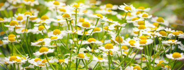 Wild flowers chamomile field daisy plant sunlight summer spring - 206479479