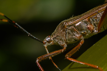 insect, grasshopper, macro, green, bug, nature, animal, locust, closeup, isolated, cricket, grass, leaf, wildlife, fly, wild, close-up, white, pest, close up, antenna, insects, detail, creature, small